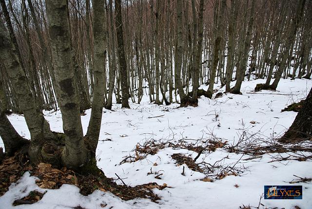 bosco di castagni.JPG